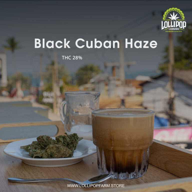 Black Cuban Haze: The finest Cuban strain. A dark and potent delight. Experience the best of Cuba's cannabis.